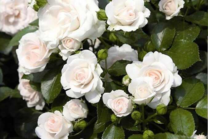 Роза аспирин: описание и качественные характеристики, особенности выращивания почвопокровного сорта + отзывы флористов