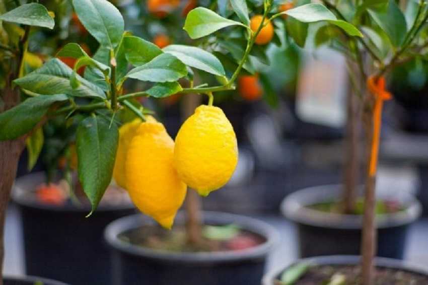 Черенкование лимона в домашних условиях: как размножить