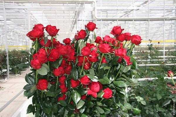 Голландские розы: фото сортов с названием и описанием, особенности выращивания и размножения