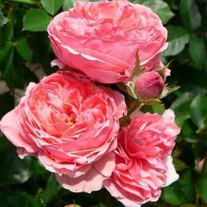 Описание сорта розы гранд гала: красные и розовые чайно-гибридные разновидности