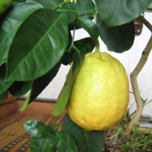 Выращивание и уход за лимоном павловским