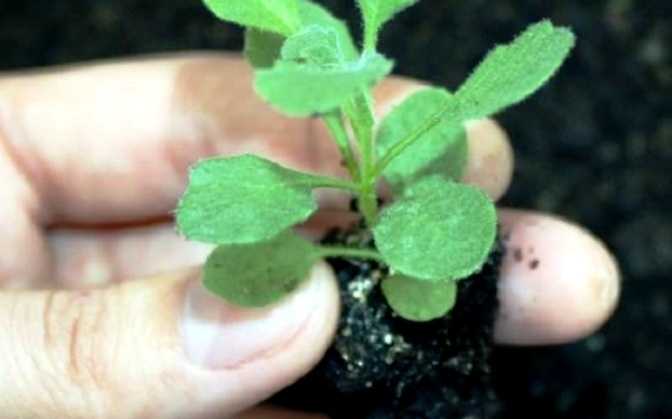 Колокольчик — выращивание из семян, когда сажать