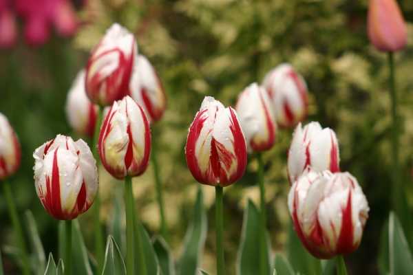 Как выращивать тюльпаны бахромчатые, когда садить луковицы осенью или весной, виды цветка с фото