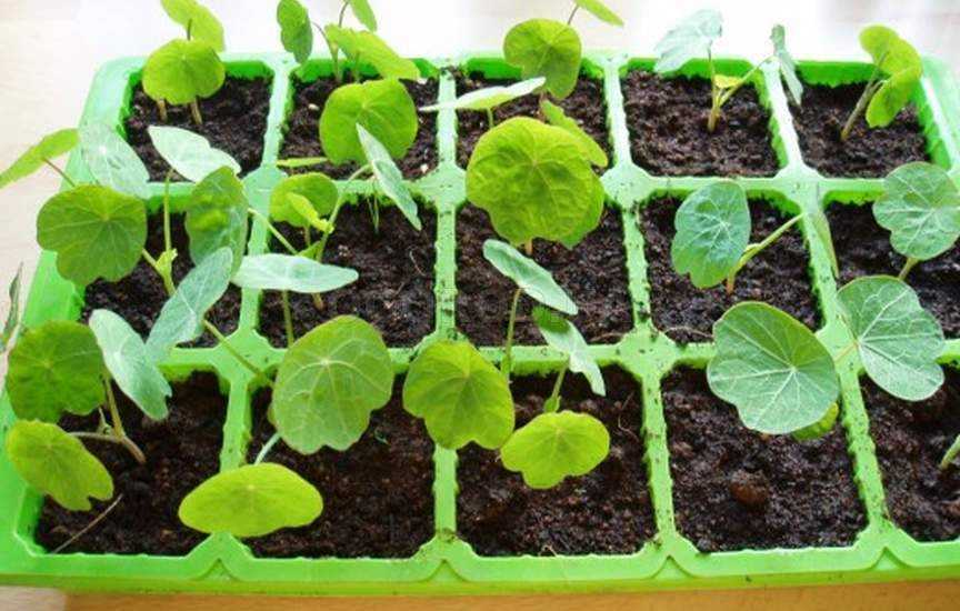 Настурция: выращивание из семян, когда сажать на рассаду и в открытый грунт