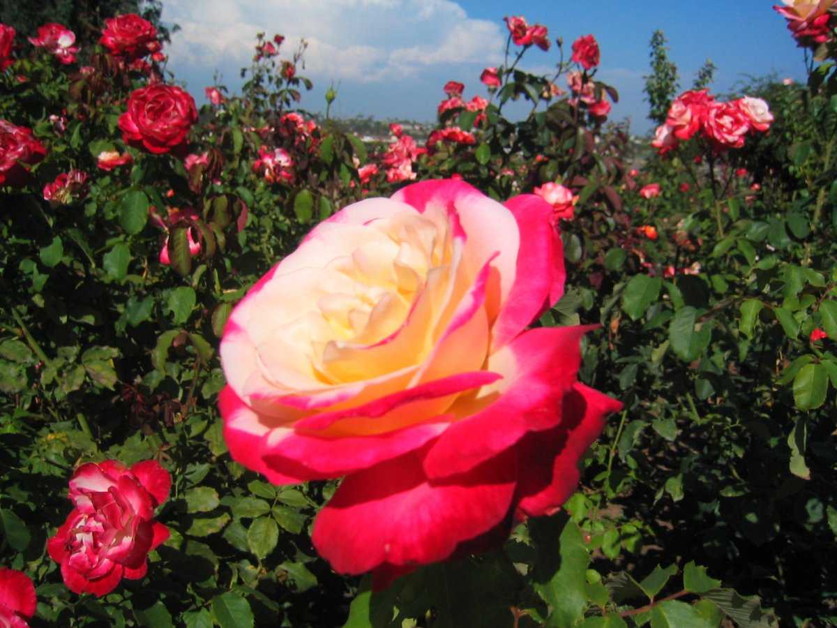 Агротехнические тонкости выращивания розы осиана: уход за чайно-гибридным сортом