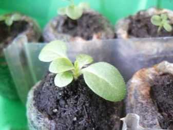 Посадка петуний в торфяные (32 фото): как сажать семена на рассаду пошагово? поэтапное выращивание и последующая пикировка