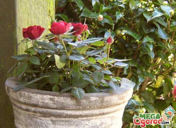 Как посадить бордюрную розу и ухаживать за ней?