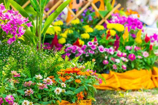 Названия и фото однолетних цветов для выращивания на клумбе всё лето