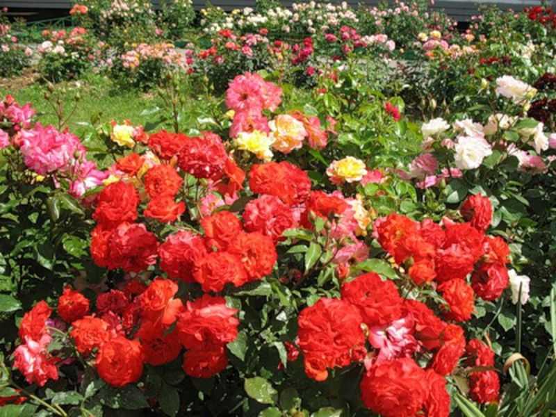 Роза флорибунда: выращивание и уход в открытом грунте.