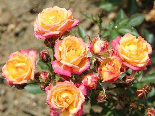 Нежные розы анна: описание и фото сорта, цветение и использование в ландшафтном дизайне, уход и другие нюансы