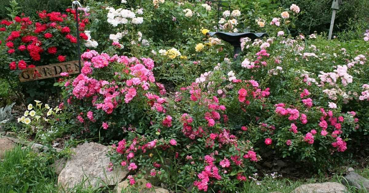 Роза александр маккензи энциклопедия роз — огород и прочее
