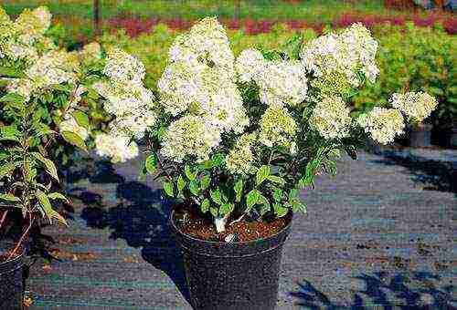 Гортензии – садовое растение, меняющее окраску соцветий. правильный уход, посадка и размножение