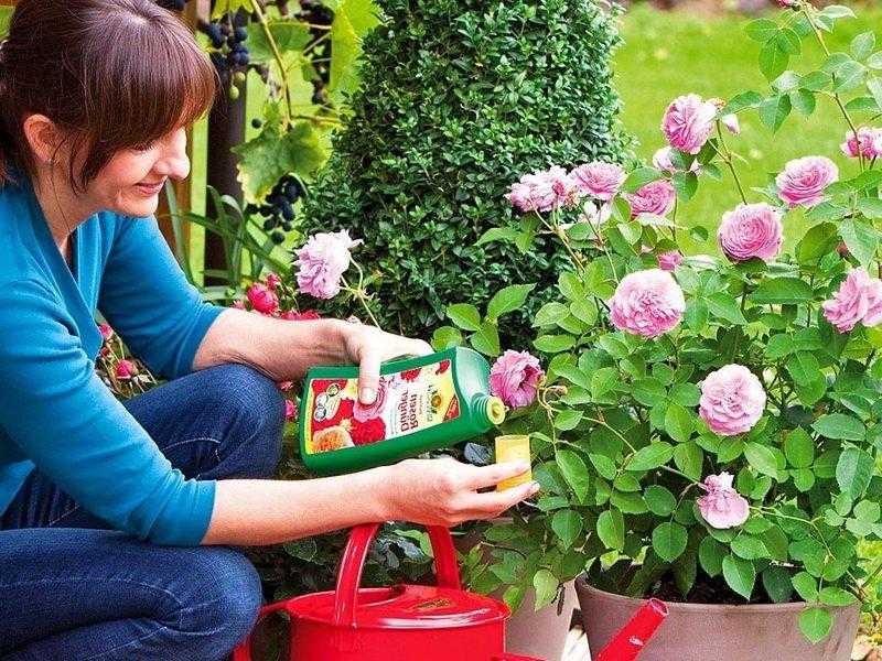 Посадка и уход за садовыми розами: памятка начинающим садоводам