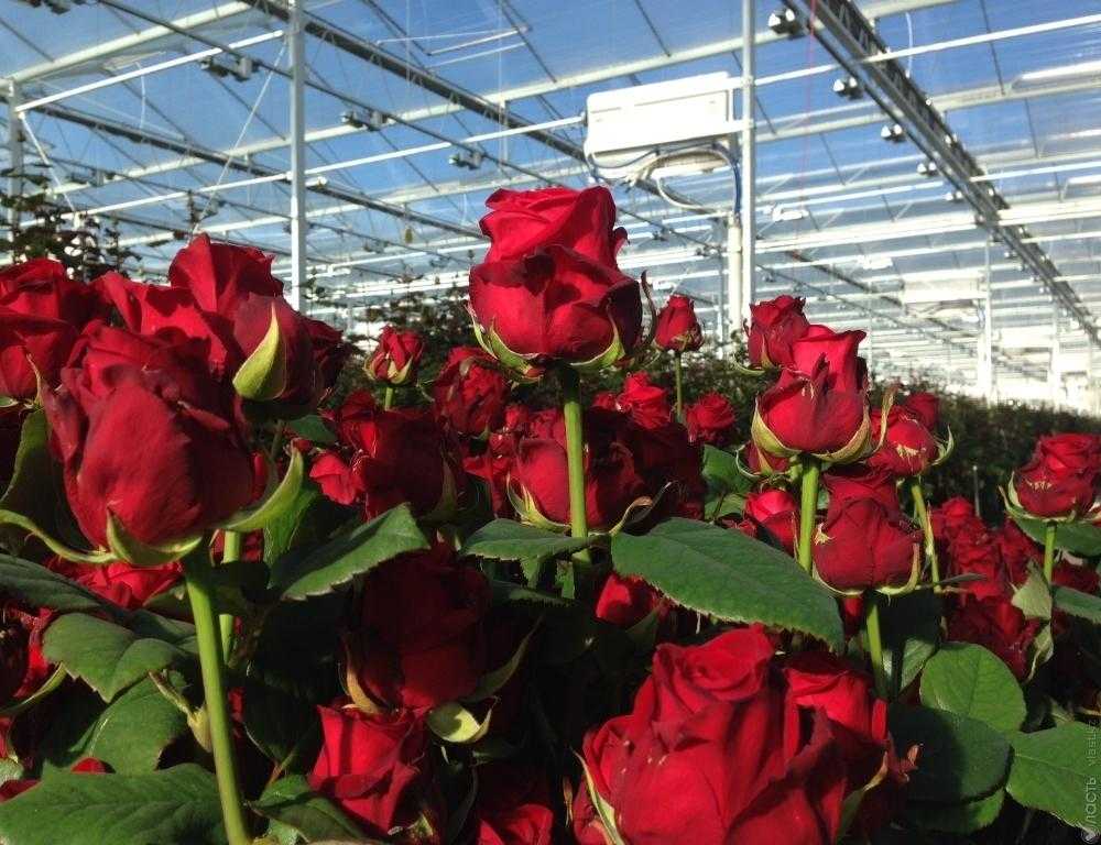 Описание лучших сортов голландских роз: самые высокие и красивые, как растут