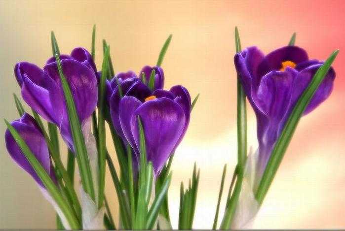 Цветок крокус или шафран: разновидности и сорта