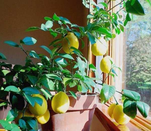 Лимон в домашних условиях: лучшие сорта для выращивания