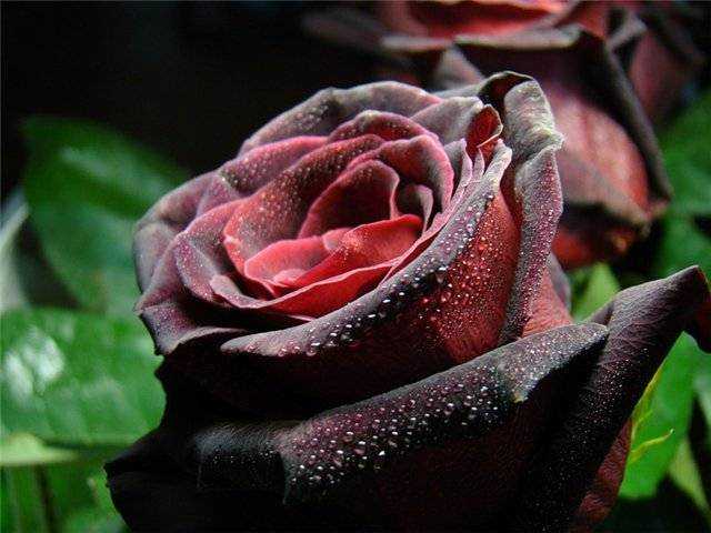 Роза плетистая черная королева + отзывы