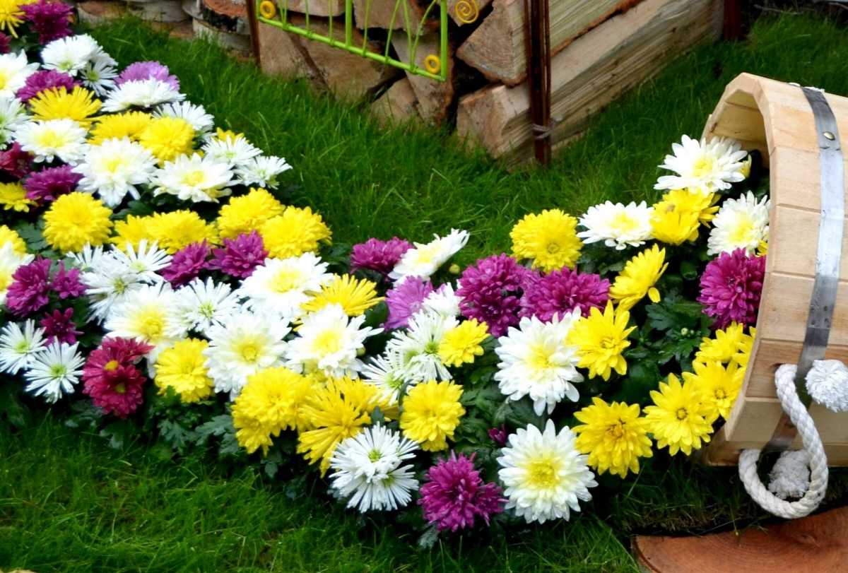 Белые хризантемы (38 фото): большие цветы инодорум «наряд невесты» и кустовая «белоснежка», крупные и мелкие одноголовые хризантемы, другие сорта
