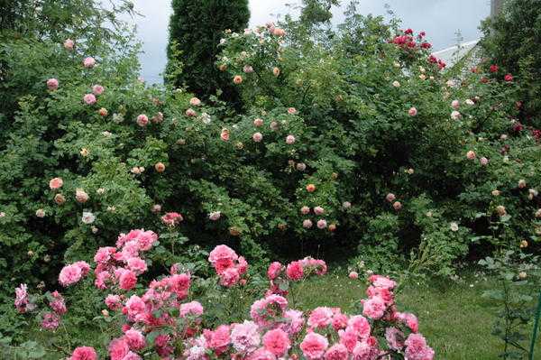 Что такое розы шрабы: лучшие сорта, правила посадки и выращивания