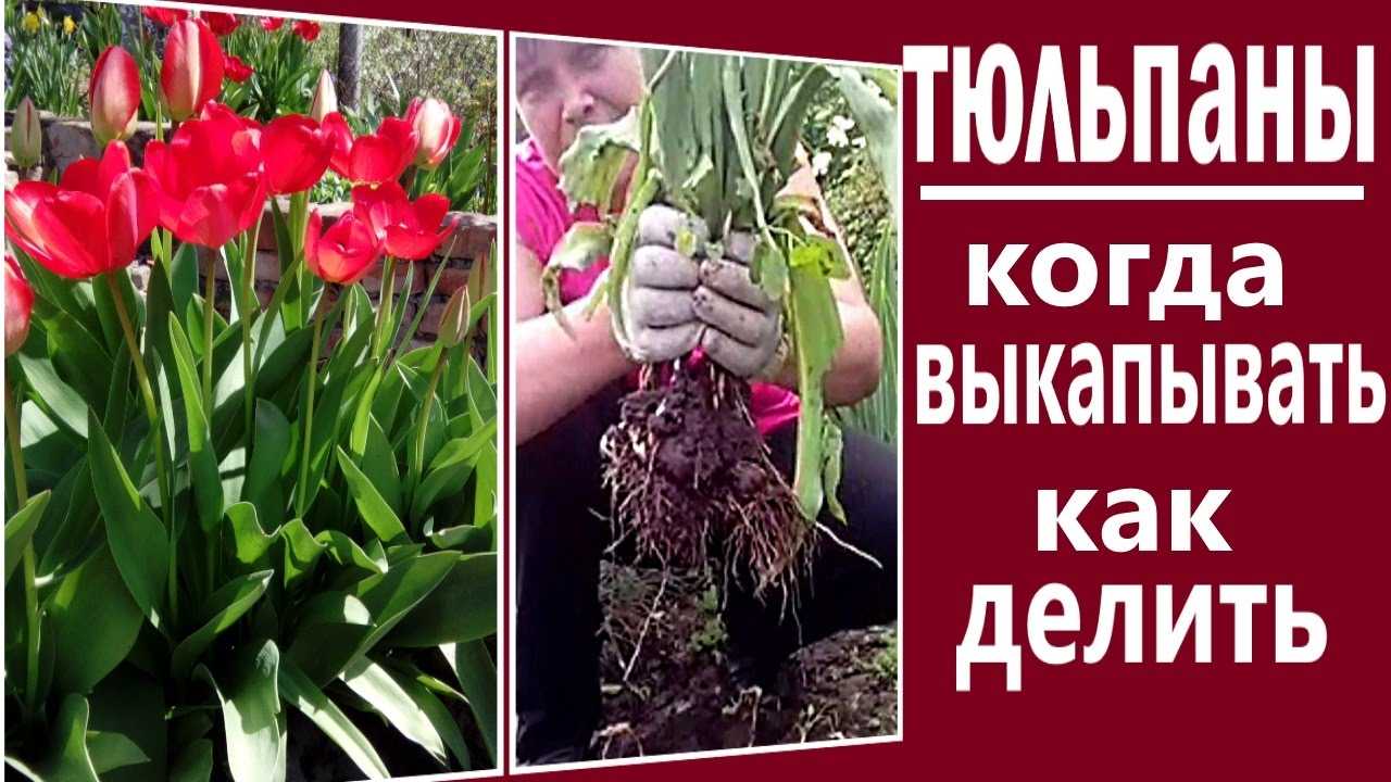 Как хранить луковицы тюльпанов?