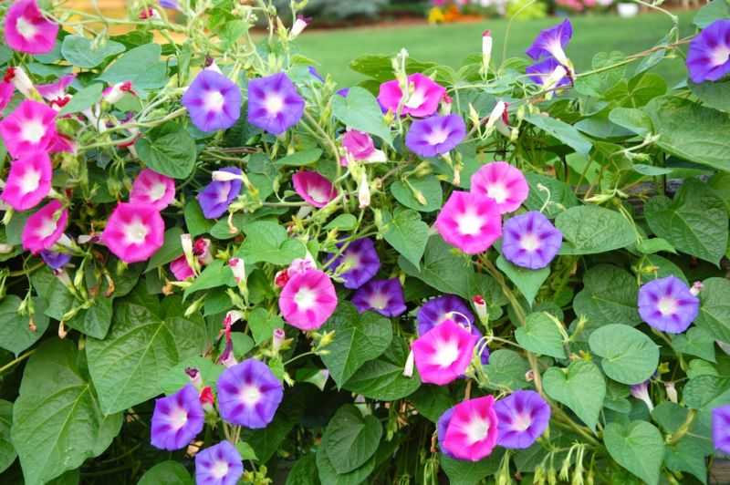 Вьющиеся цветы для дома и сада: обзор, описание, посадка и уход - sadovnikam.ru