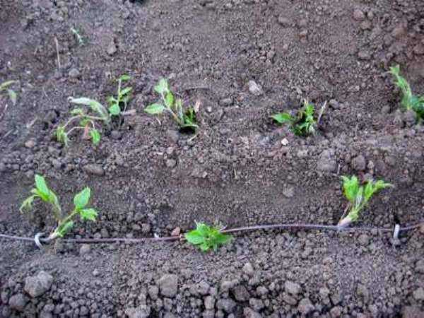 Как размножить клематис весной и летом: черенками, отводками, семенами