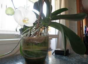 Когда пересаживать орхидею в домашних условиях, в какое время года можно и нужно провести эту процедуру, а также благоприятные дни для этого: лучшие видео от специалистов