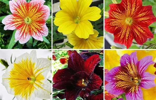Цветок годеция - особенности выращивания в саду и уход