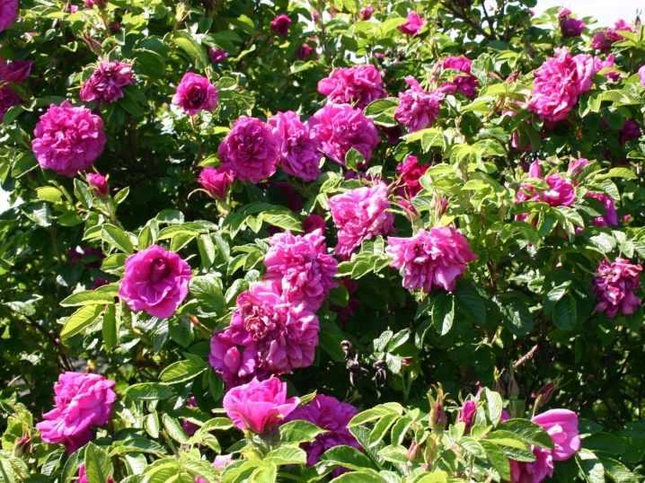 Особенности выращивания розы (шиповник) морщинистой, посадка и уход в саду