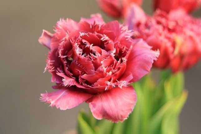 Выгонка тюльпанов в домашних условиях: пошаговая инструкция и правила агротехнических мероприятий