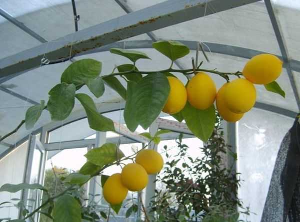 Лучшие сорта лимонов для выращивания дома - агро журнал dachnye-fei.ru