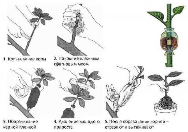 Размножение седума: как размножить очиток черенками и листом осенью и летом в домашних условиях? правила черенкования