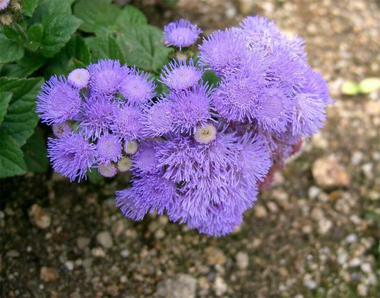 Как выращивать агератумы: голубая норка из рассады, цветок хоустона