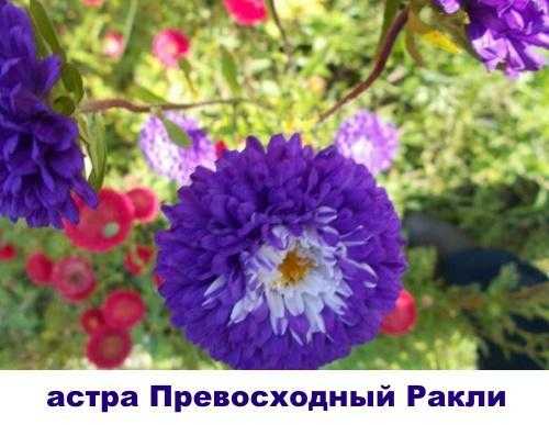 Астры: выращивание из семян, когда сажать, особенности освещения, фото - sadovnikam.ru
