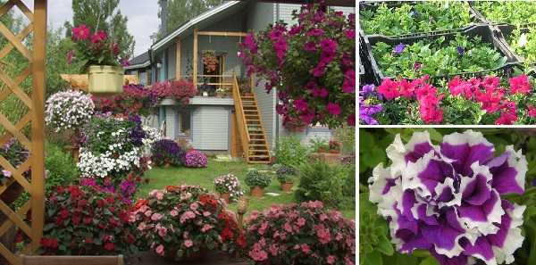 Посадка цветов на рассаду в 2021 году - благоприятные дни по лунному календарю | красивый дом и сад