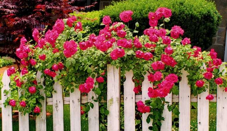 Плетистые розы: сорта, посадка и уход