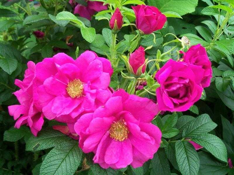 Повторноцветущий сорт розы эдди митчелл: как посадить и ухаживать за кустарником