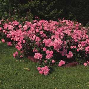 Почвопокровные розы: уход и выращивание, размножение и обрезка Общие сведения о почвопокровных розах, особенности ухода, советы по выращиванию