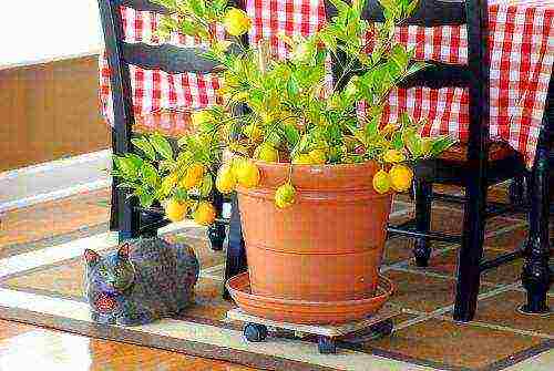 Новозеландский лимон: описание вида, выращивание и уход в домашних условиях