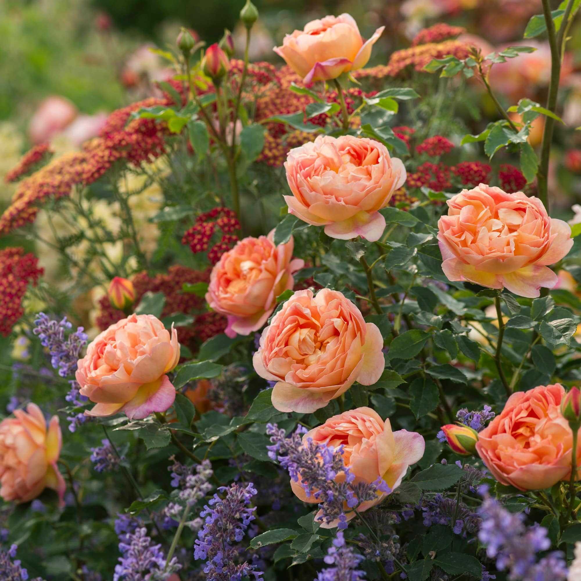 ✅ о розе леди оф шалот (lady of shalott): выращивание сортовой розы остина - tehnomir32.ru
