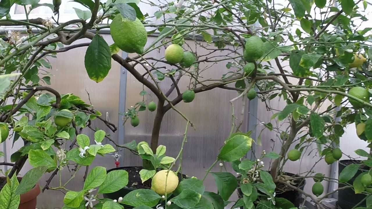 Лимон павловский – лучший сорт для выращивания дома