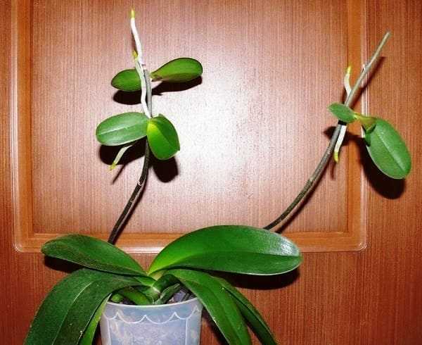Как пересадить детку орхидеи в домашних условиях правильно с учётом того, где она дала отростки: на цветоносе, возле корней на стволе, пошаговое руководство и фото selo.guru — интернет портал о сельском хозяйстве