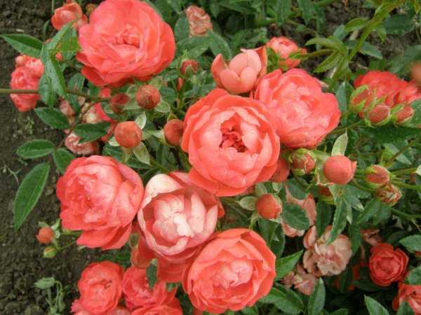 О самых неприхотливых и зимостойких розах для подмосковья: сорта неукрывных роз