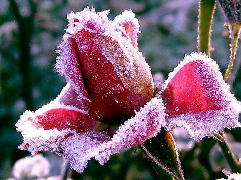 Как укрыть розы на зиму в подмосковье, чтобы сохранить от холодов