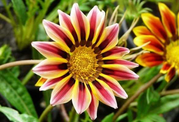Гацании: цветы многолетние и однолетние, выращивание рассады, посадка и уход