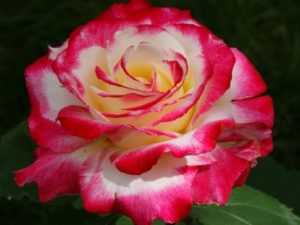 Роза Ред Берлин: особенности сорта, слабые и сильные стороны Способы размножения, правила выращивания и ухода Степень устойчивости к морозам, вредителям и заболеваниям