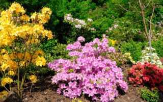 Чем азалия отличается от рододендрона и гардении или это одно и то же: какая разница между azalea и похожими цветами на фото?дача эксперт