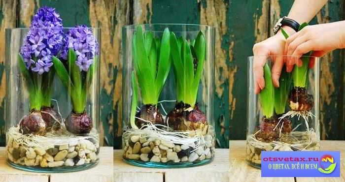 Водный гиацинт: описание и выращивание в домашних условиях