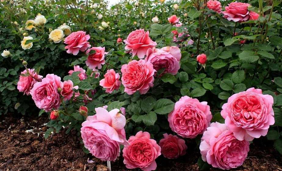 Чем стоит подкормить садовые розы осенью