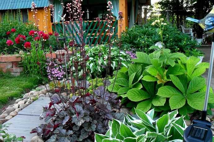 Хоста в ландшафтном дизайне: как вырастить "королеву тени" в своем саду